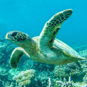 Carnet de route Australie (4) - Le périple d'un couple d'IFAGuiens